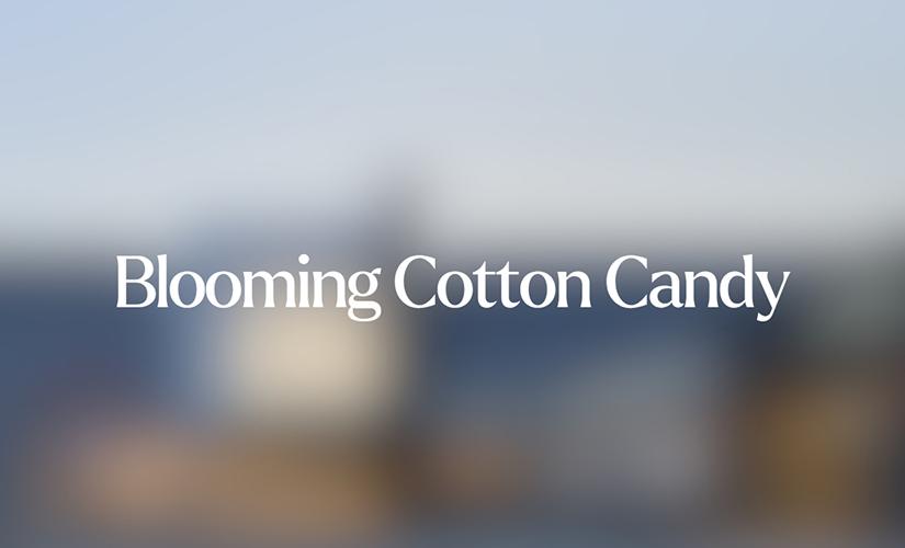 Blooming Cotton Candy inside Upper Canada Mall